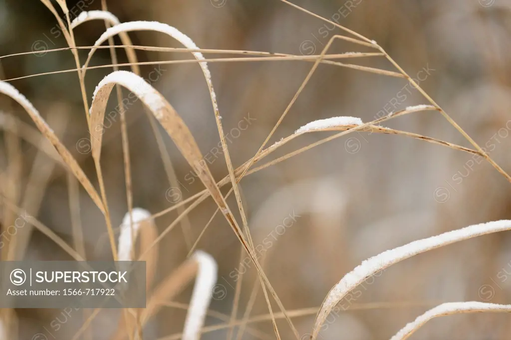 A dusting of snow on dead grasses