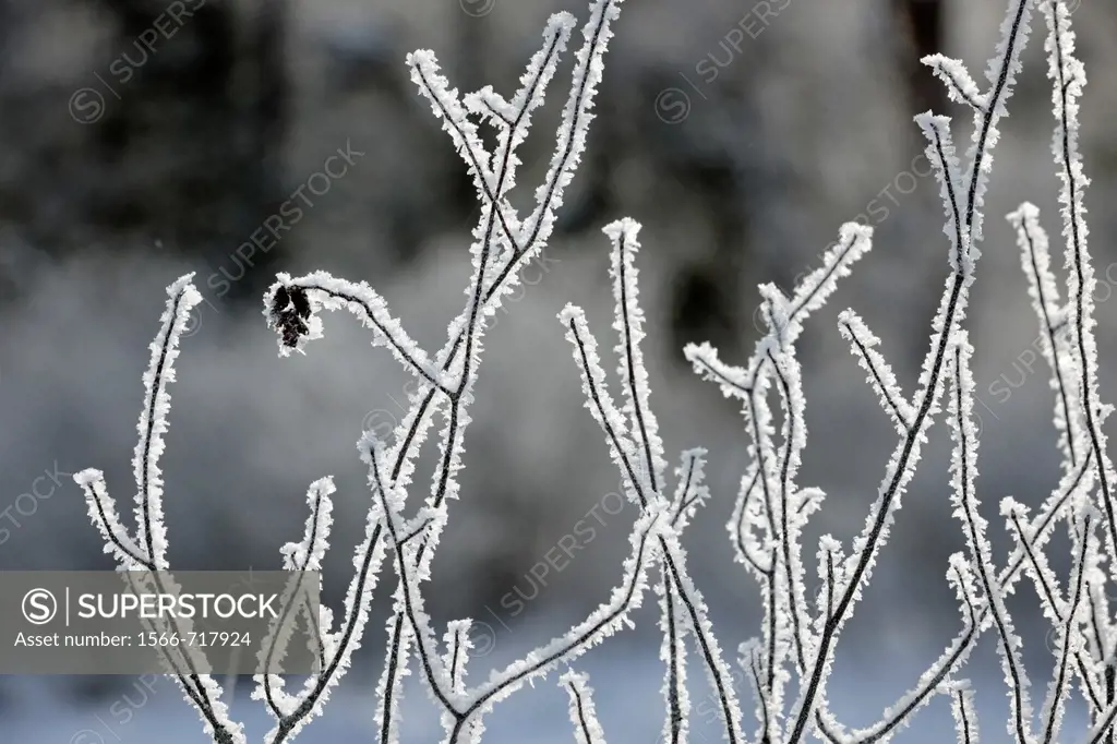 Hoarfrost on tree branches