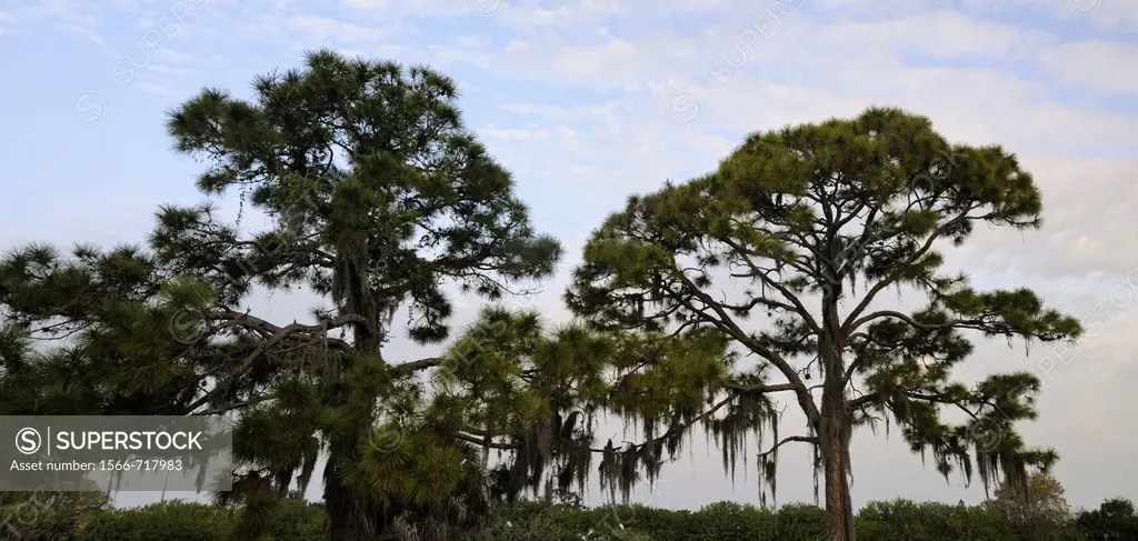Long leaf pine trees and spanish moss Venice Florida