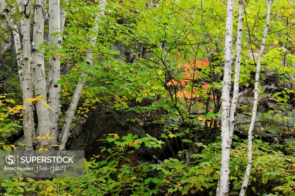Rock outcrop in a naturalized backyard, with birch trees Greater Sudbury Ontario