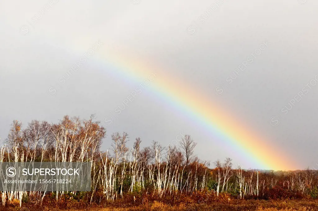 Receding storm clouds and rainbow over a birch woodlot Greater Sudbury Ontario