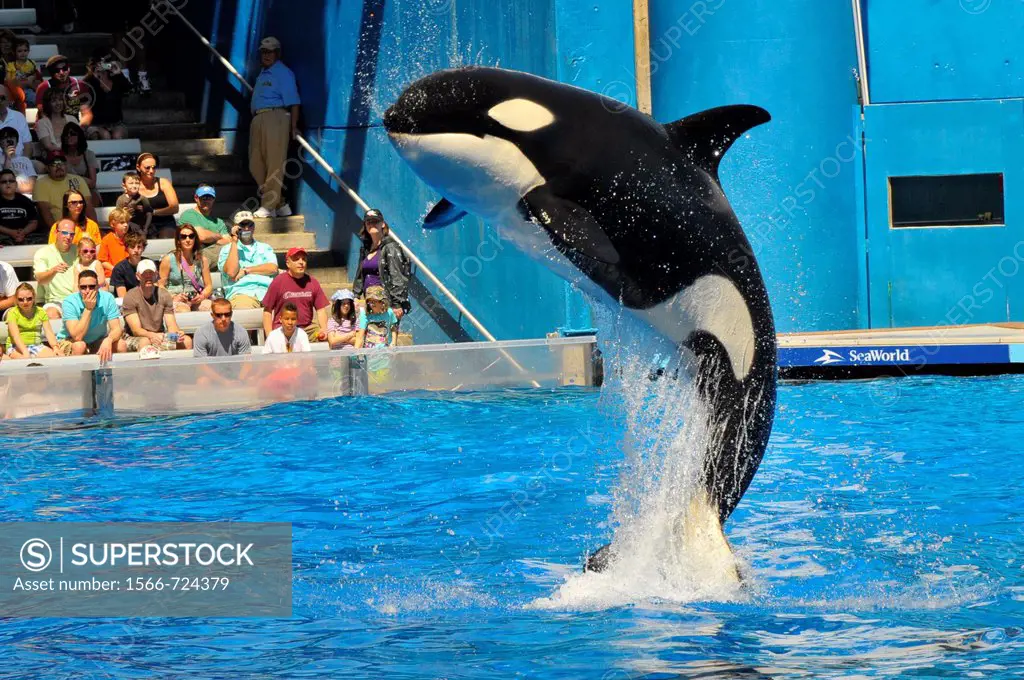 Sea World Adventure Theme Park Orlando Florida Shamu Killer whale