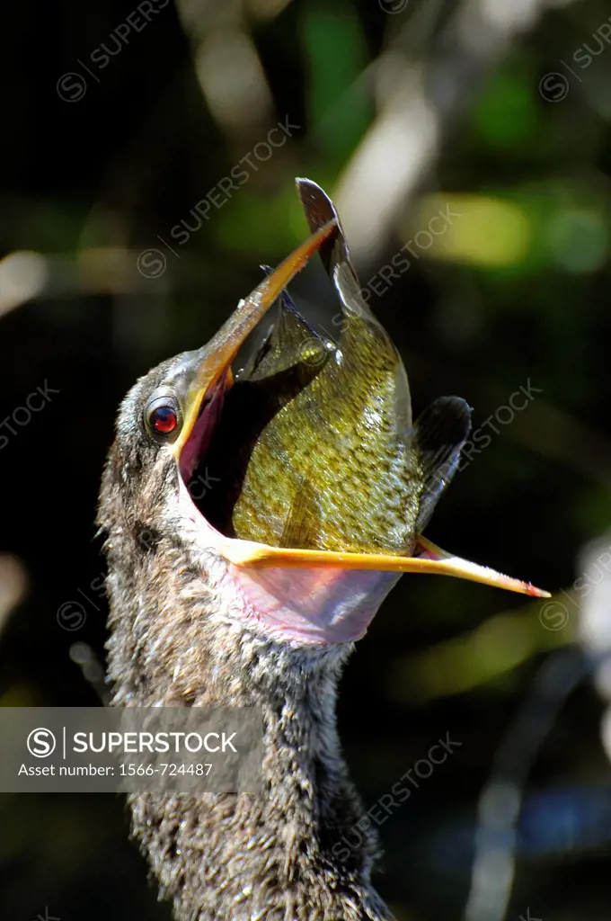 Female Anhinga eats fish Trail Everglades National Park FL US Wildlife Eco System Nature