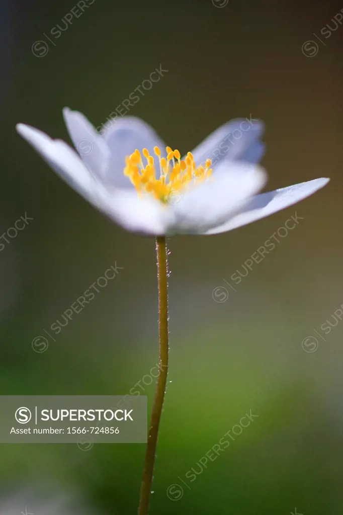 Wood anemone, Anemone nemorosa, Buschwindröschen, Switzerland