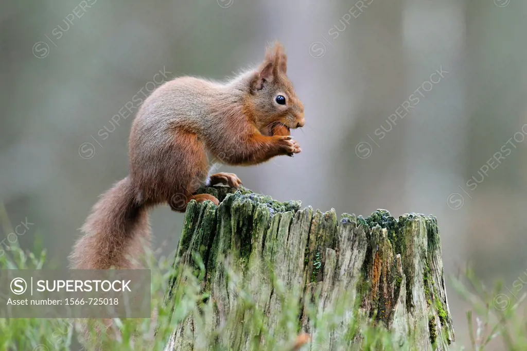 Eurasian Red Squirrel, Sciurus vulgaris, Europaeisches Eichhoernchen, Cairngorms NP, Scotland
