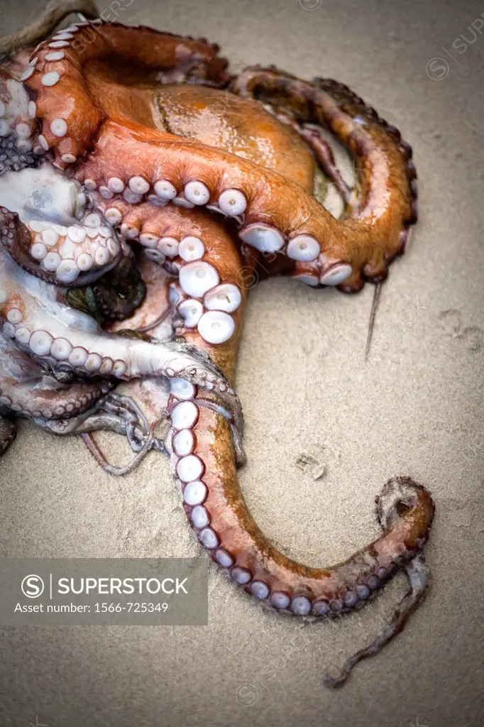 Octopus near of Ribadeo
