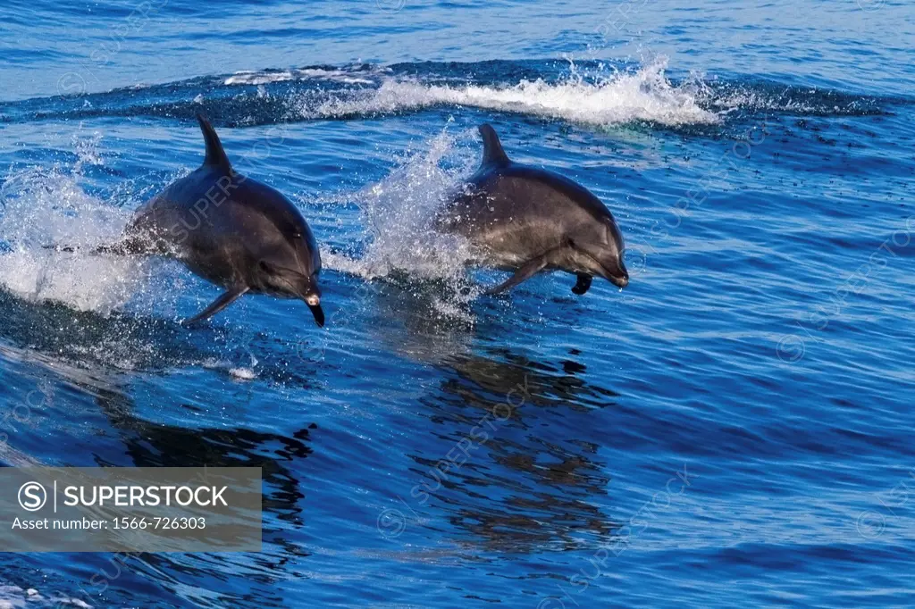 Two Off-shore Bottlenose Dolphins leaping out of the water in sync