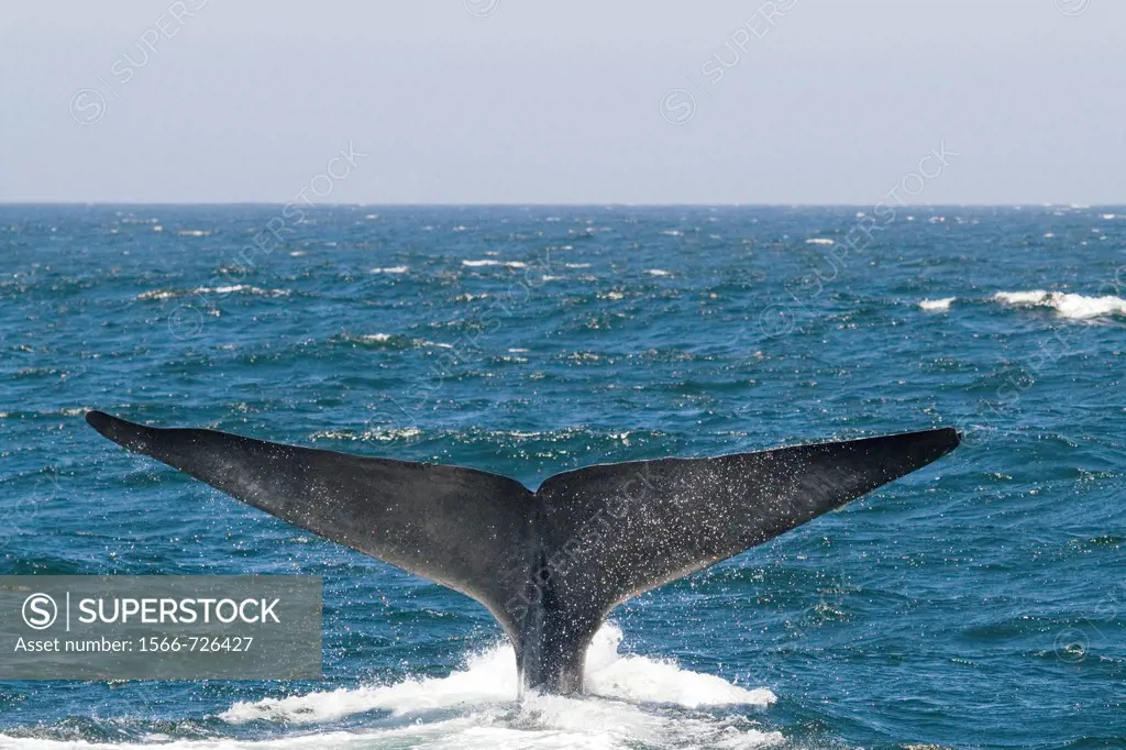 A Blue Whale tail fluke