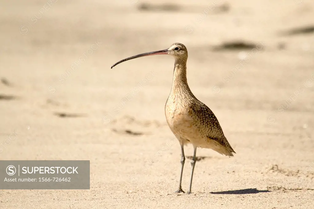Long-billed Curlew on the beach