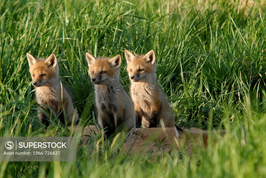 Three red fox kits focus on what´s happening off to the side, Pennsylvania, USA