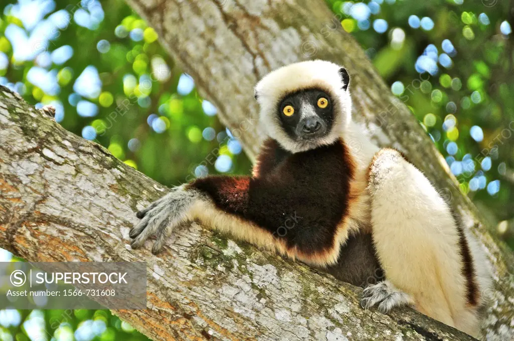 Southern Africa, Madagascar, lemurs, Verreaux´s sifaka