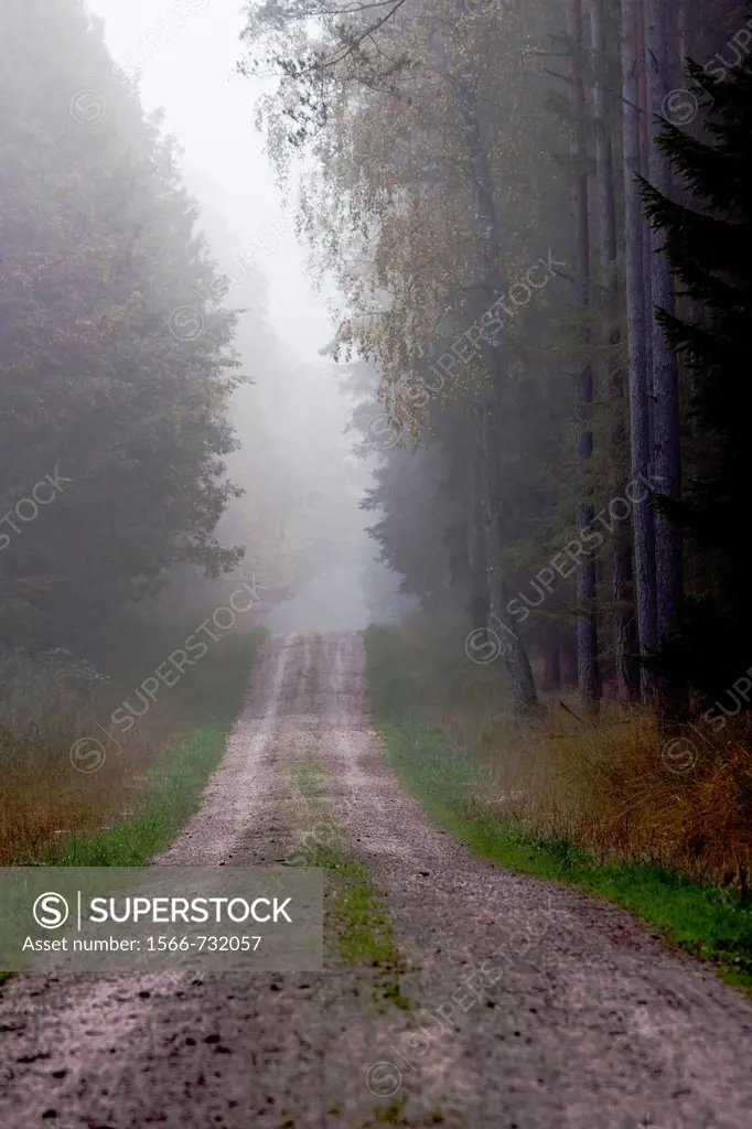 Forest trail in fog - Bavaria/Germany