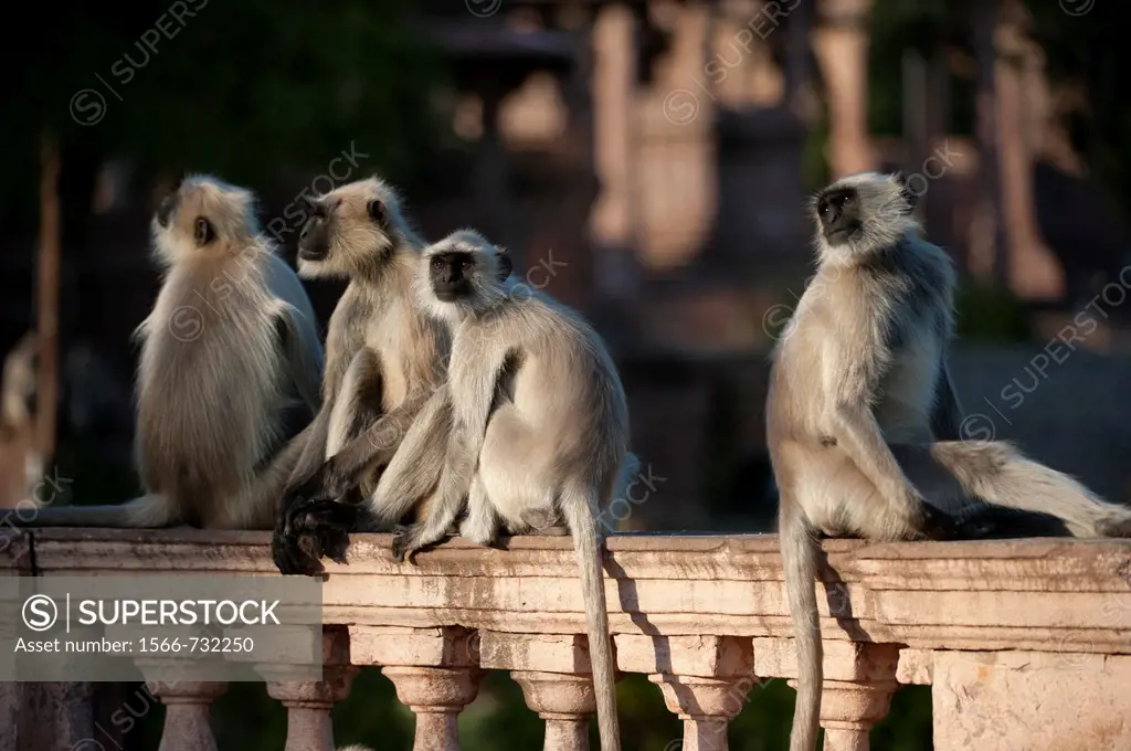 Hanuman langur Presbytis entellus, Common langur, Grey langur, group sitting on balustrade in front of Mandore temples, Mandore Garden, Jodhpur, Rajas...