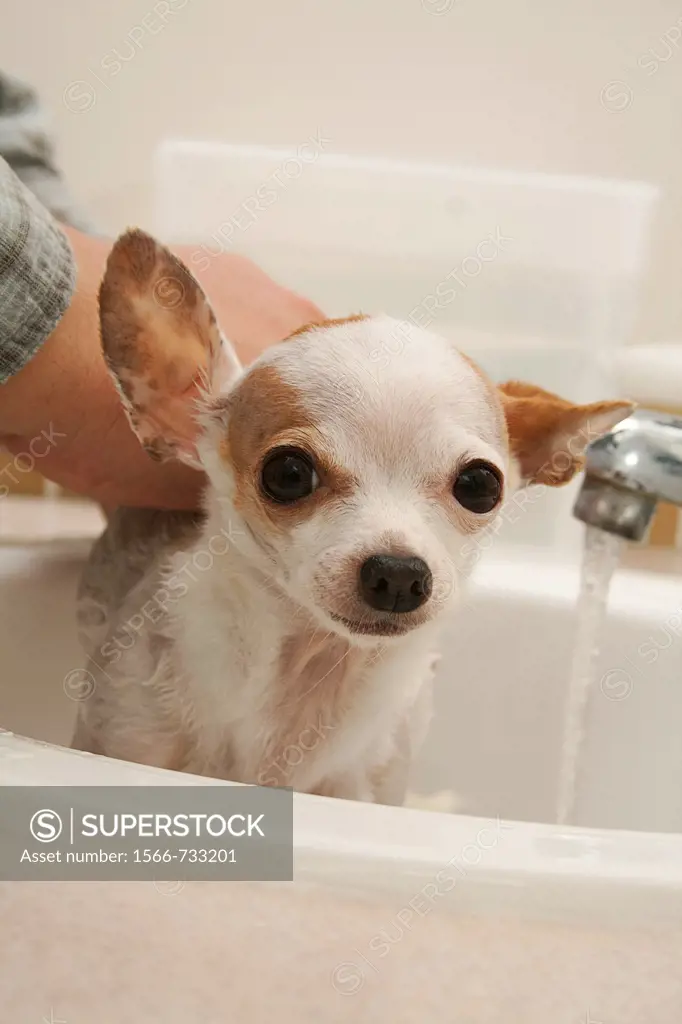 A chihuahua getting a bath in a bathroom sink