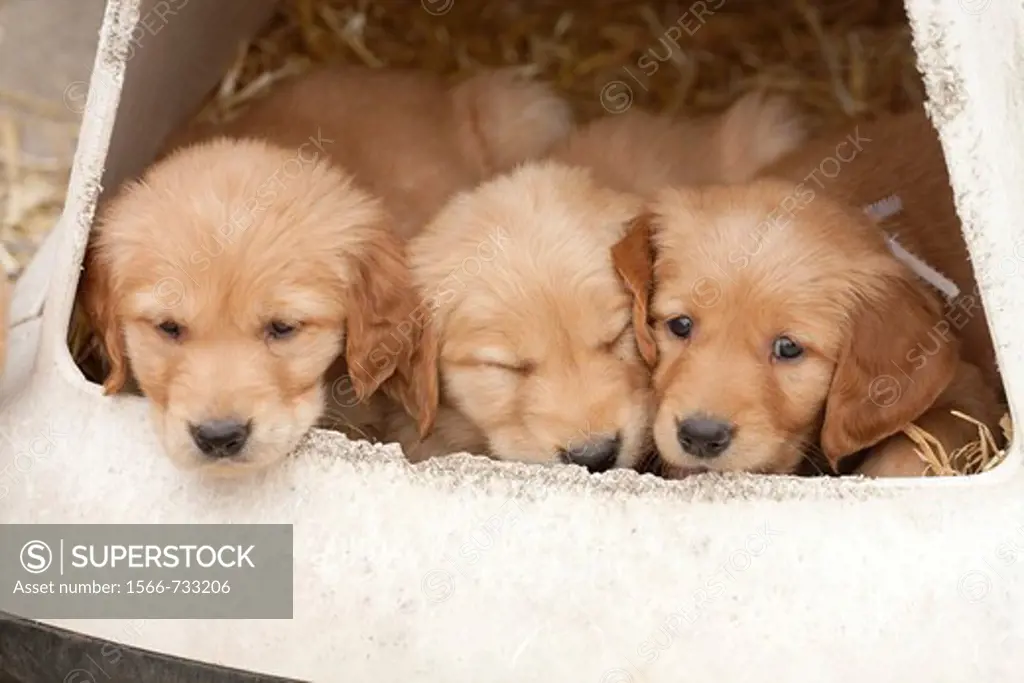 Golden Retriever puppies, six weeks old