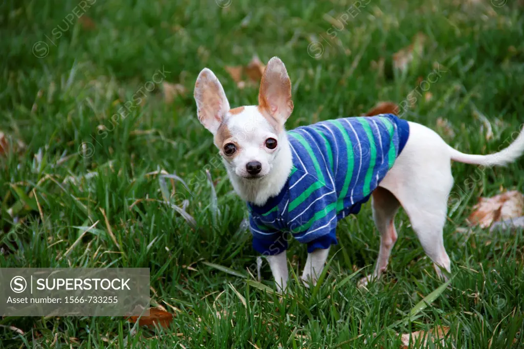 A chihuahua wearing a shirt outdoors