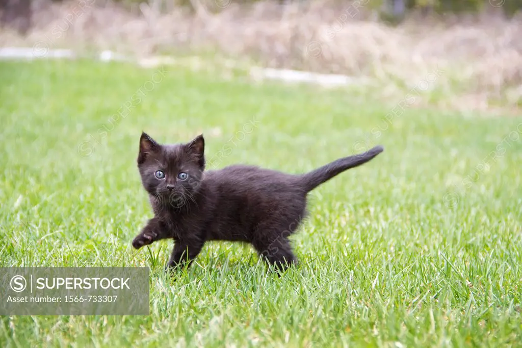 A black kitten outdoors in a yard.