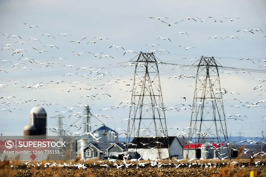 Large flock of snow goose in flight Chen Caerulescens around electric pylon  Quebec, Canada