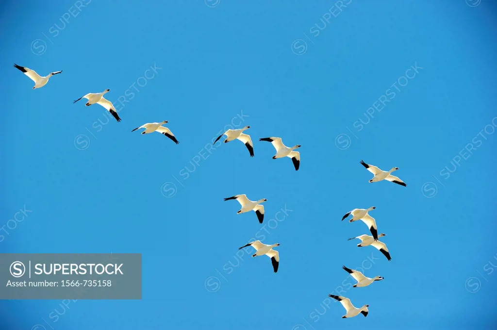 Snow goose in flight Chen Caerulescens Quebec, Canada