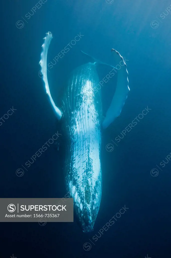 Humpback Whale, Megaptera novaeangliae, Samana Peninsula, Dominican Republic