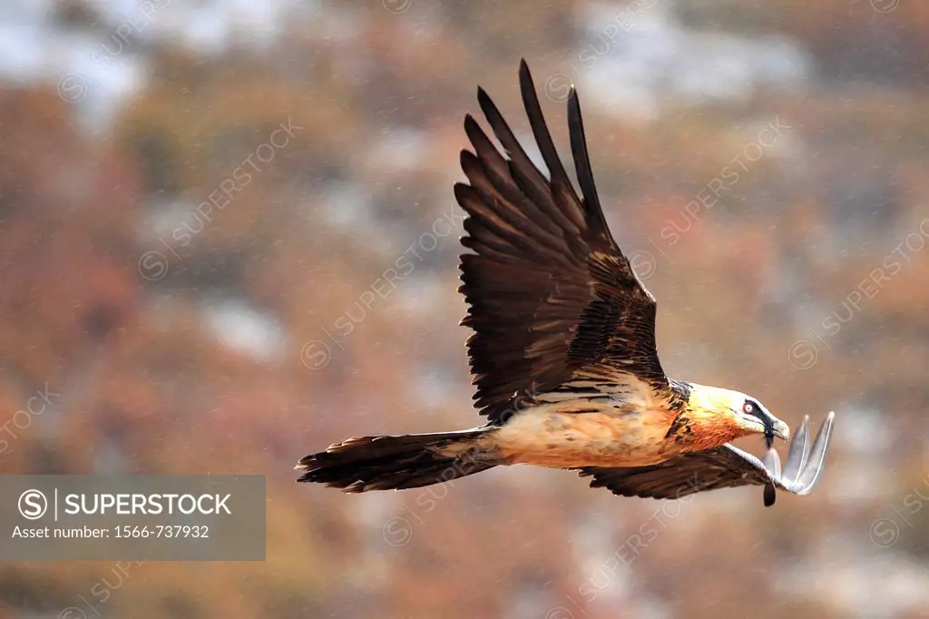 Bearded Vulture Gypaetus barbatus in flight