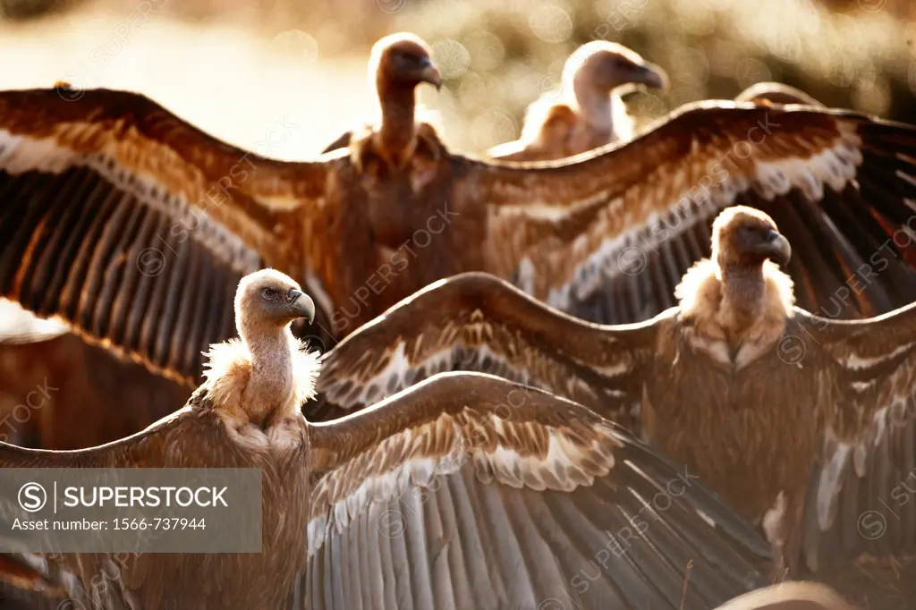 Griffon vultures feeding on a sheep