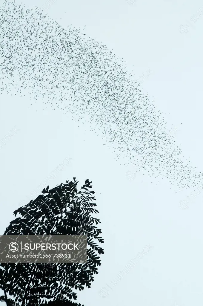 millions of bats fly out of the Deer Cave in Mulu National Park in Sarawak, Borneo, Malaysia