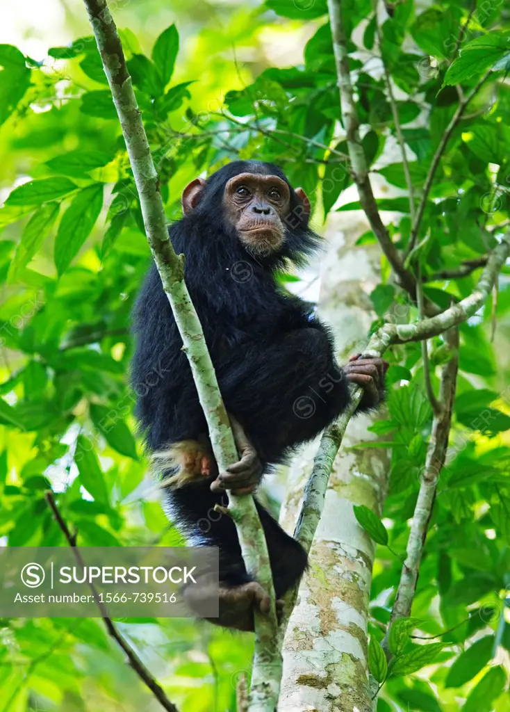 Chimpanzee at Kibale NP uganda