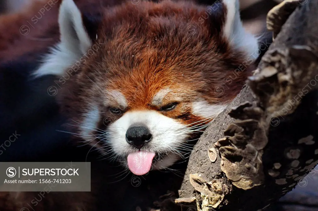 Beijing (China): red panda at the Beijing Zoo