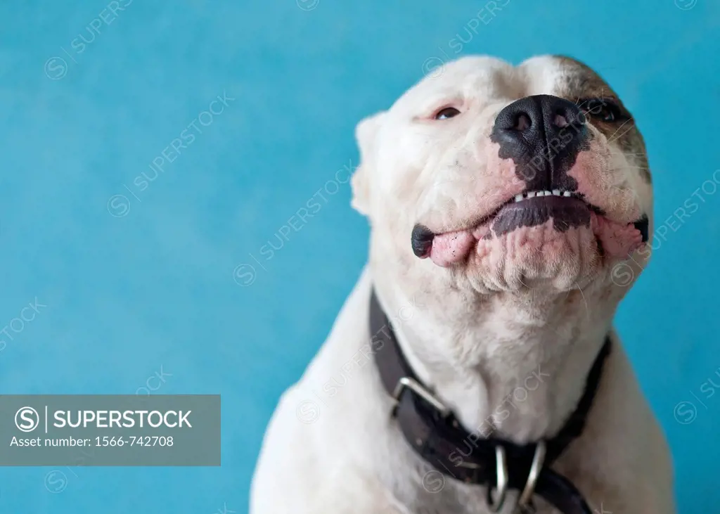Pit bull grinning