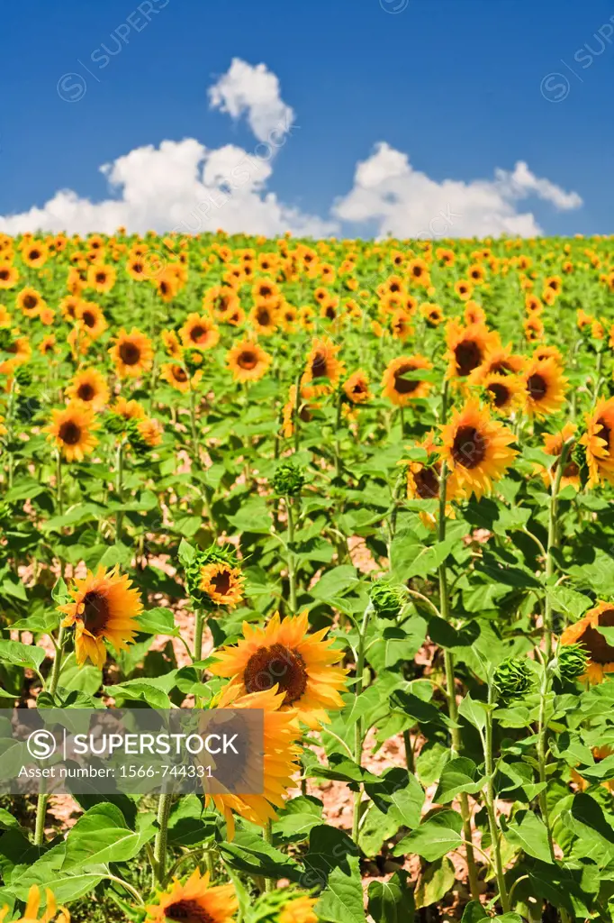 Field of sunflowers in Provence, France, Europe