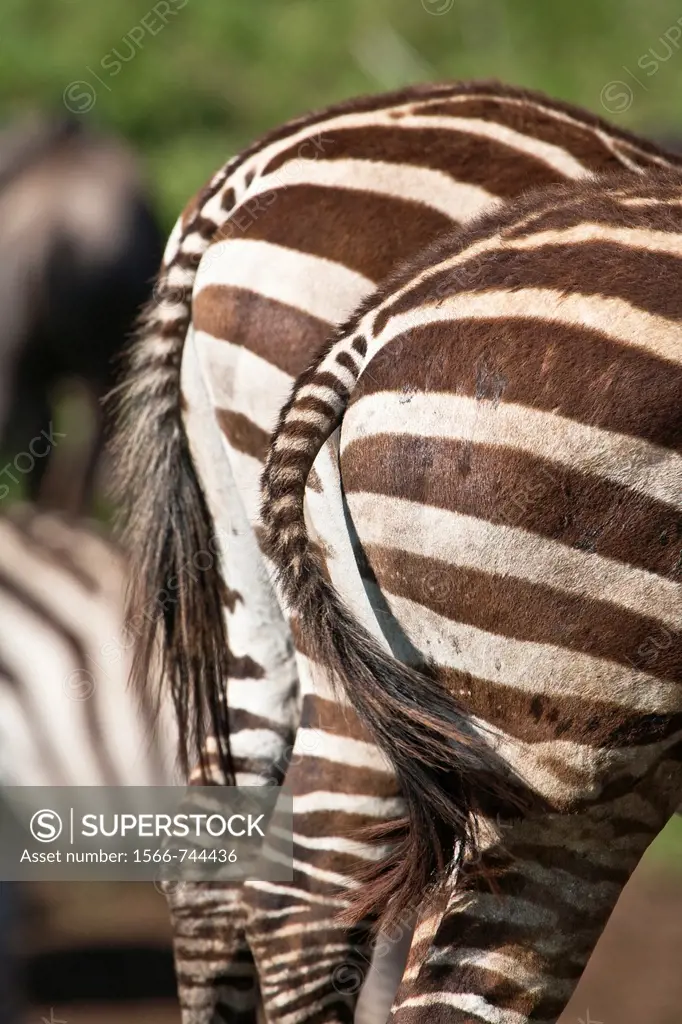 Close up of the backside of two Burchell´s zebras (Equus burchelli), Tanzania, Africa