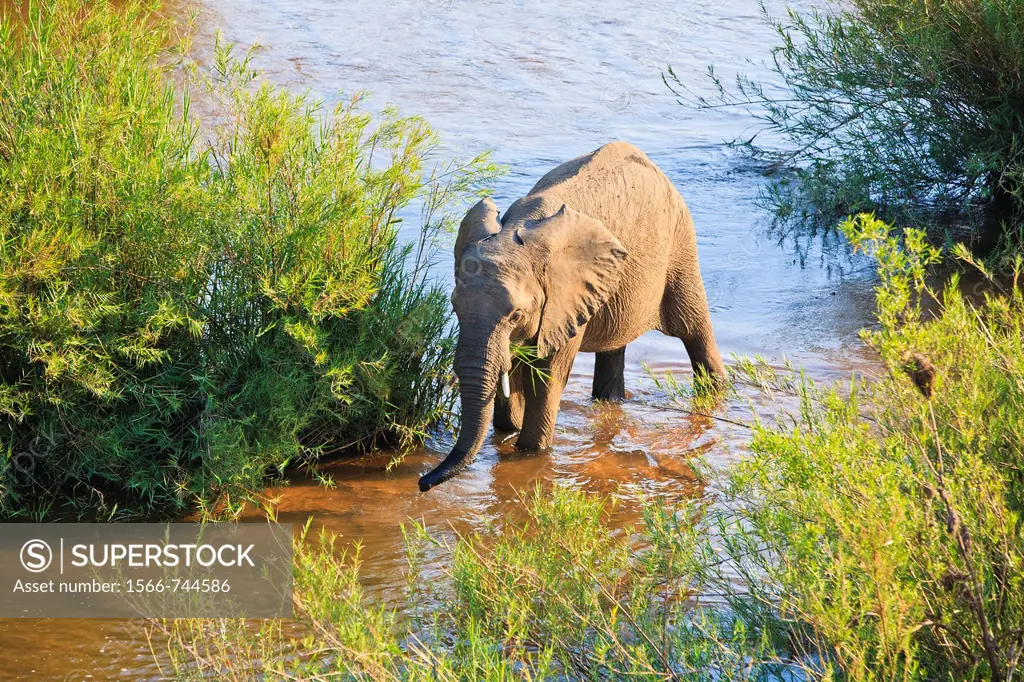 African elephant (Loxodonta africana) strolling through the Lower Sabie River, South Africa