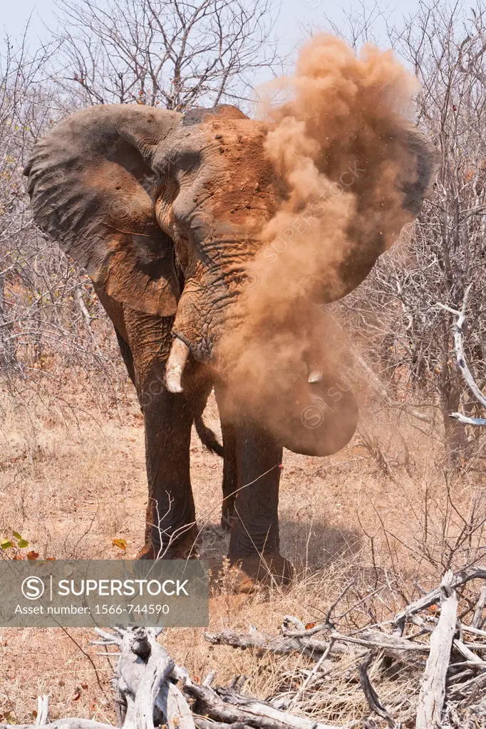 African elephant (Loxodonta africana) covering itself with sand, South Africa
