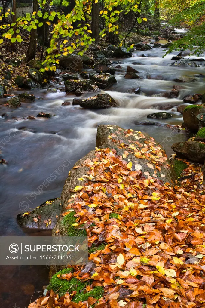Stream, forest and fallen leaves in autumn, Harz, Germany, Europe