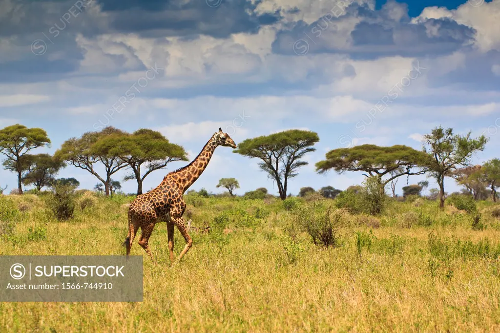 A single giraffe (Giraffa camelopardalis) walking through the scenic landscape of the Tarangire National Park, Tanzania, Africa