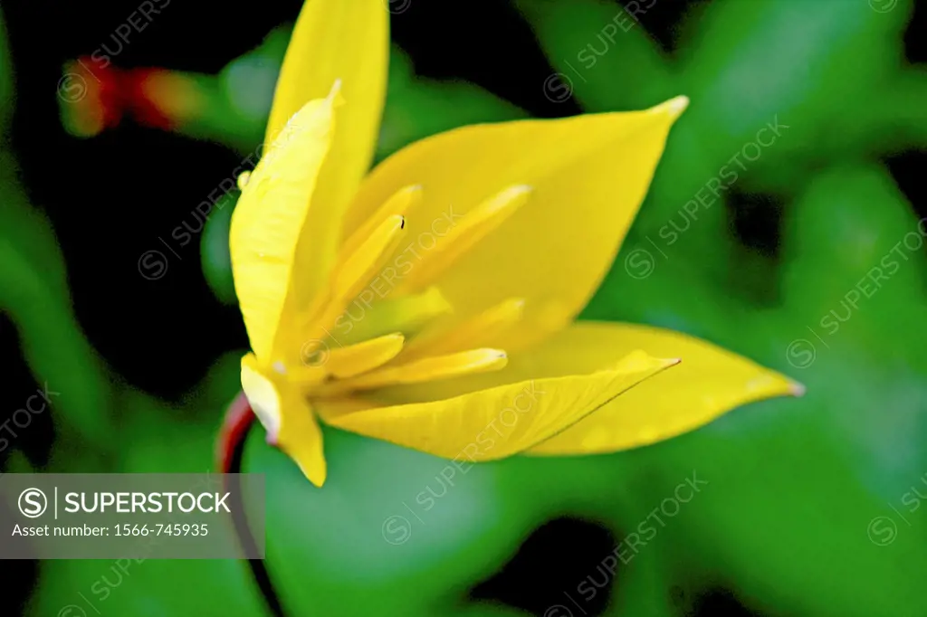 Citron Zephyrlily, Zephyranthes citrina  Covered with raindrops  Yellow Six petaled flower that resembles a yellow crocus, but the stamen are very lon...
