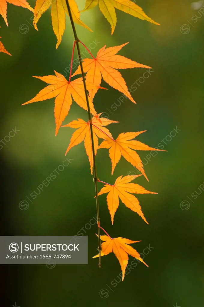 Japanese maple leaves in autumn, Portland Japanese Garden, Washington Park, Portland, OR