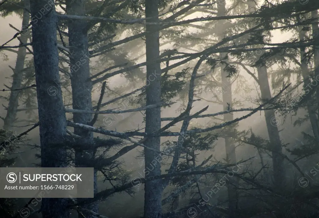 Bluff forest in early morning at Rialto Beach, Olympic National Park, Washington, USA