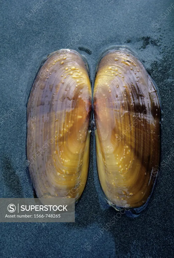 Razor clam shells, Ocean Beach State Park, WA