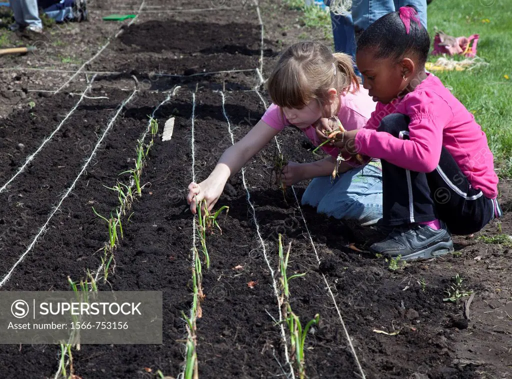 Southfield, Michigan - Daisy Girl Scouts and other volunteers help plant onions in a garden that will grow produce for the Gleaners Community Food Ban...