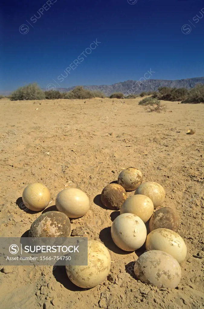 eggs of ostrich, Hai-Bar Yotvata Reserve, Arava Valley, Negev, Israel, Middle East, Western Asia