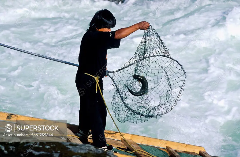 First Nations fisherman dipnetting a chinook salmon, British Columbia