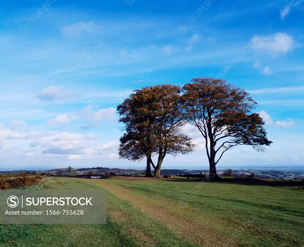 Beech trees known as the Seven Sisters on Cothelstone Hill at Cothelstone in the Quantock Hills, Somerset, England, United Kingdom