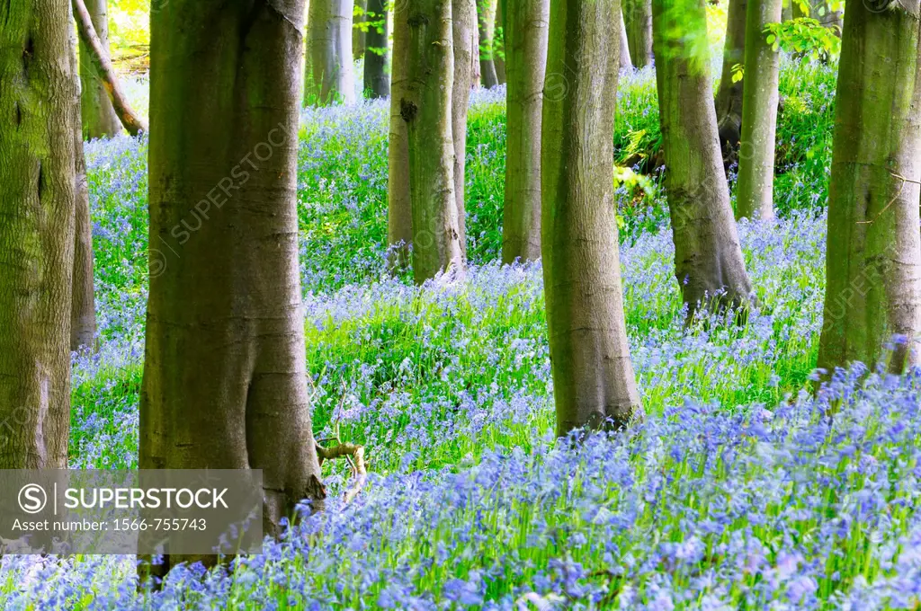 Bluebells in Prior´s Wood, Portbury, North Somerset, England, United Kingdom