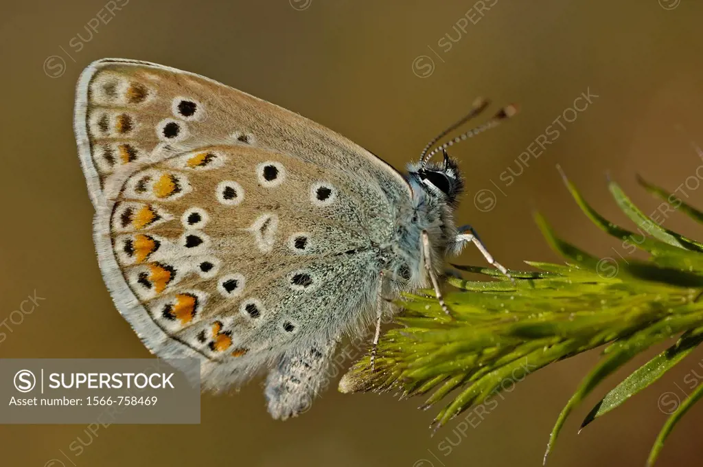 Common Blue butterfly Polyommatus icarus