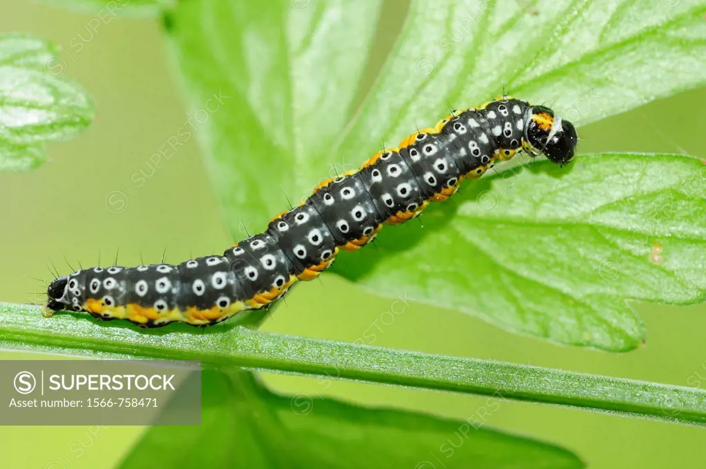 Caterpillar of the moth Depressaria daucella on Water Hemlock Oenanthe crocata