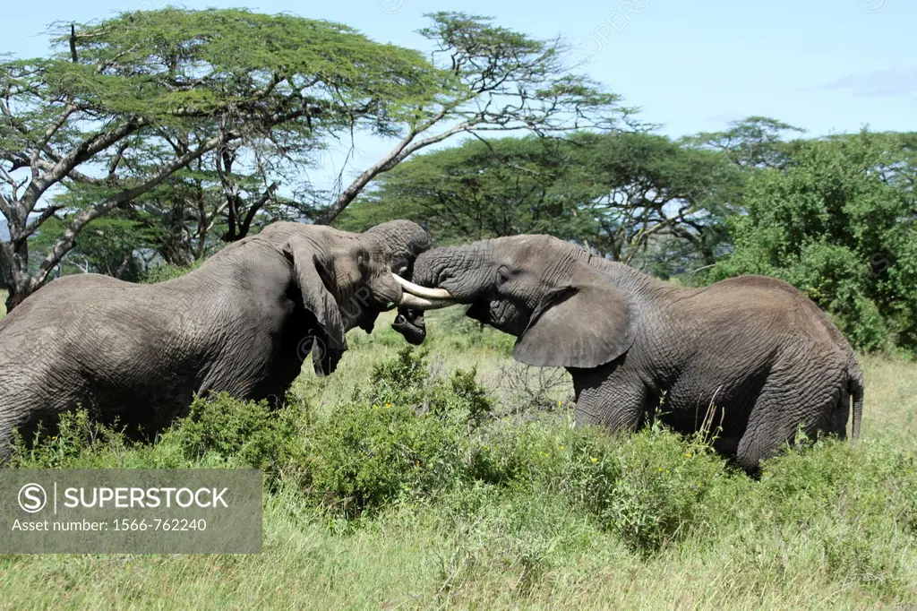 Africa, Tanzania, Serengeti National Park two male African Bush Elephant Loxodonta africana locking tusks