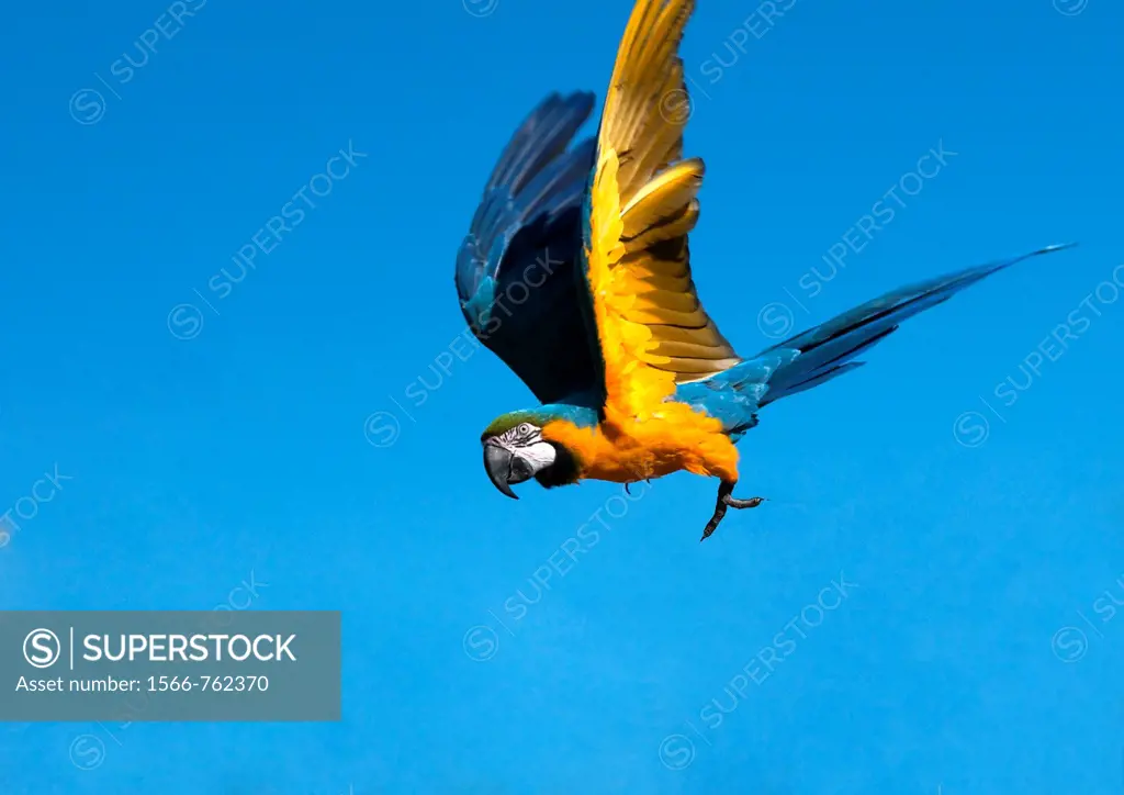 Blue and yellow macaw in flight  Also known as the Blue and gold macaw, this South American parrot can reach 85cm long and 1 3 kilos in eight  These p...
