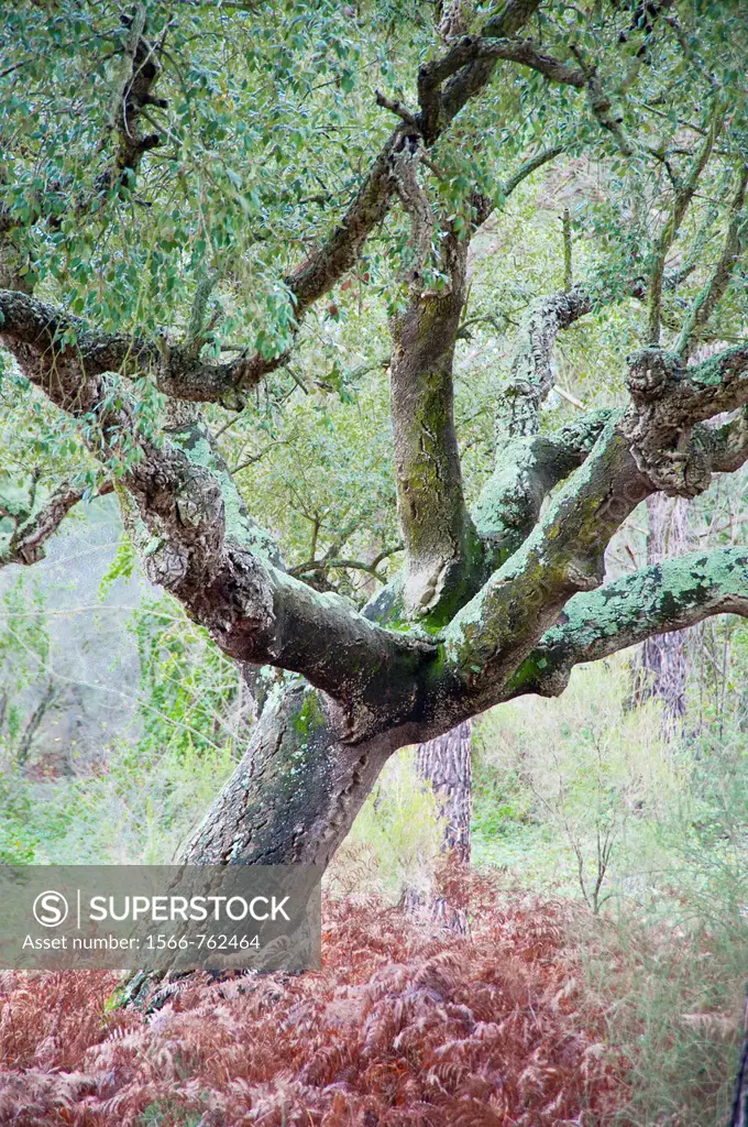 Cork oak (Quercus suber), Las Rocinas, Doñana National Park, Andalusia, Spain